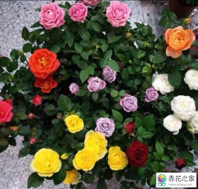 月季花施肥施什么肥料