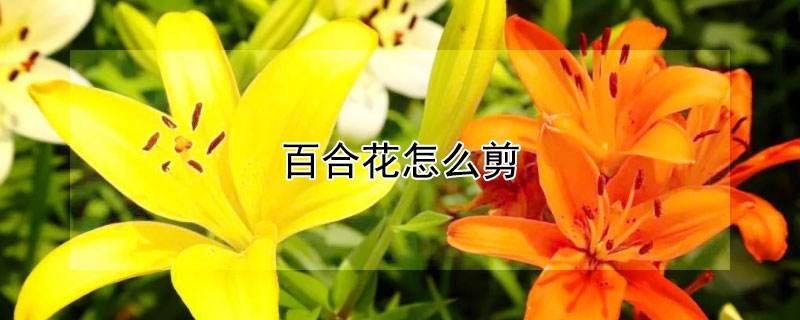 百合花开完花怎么处理