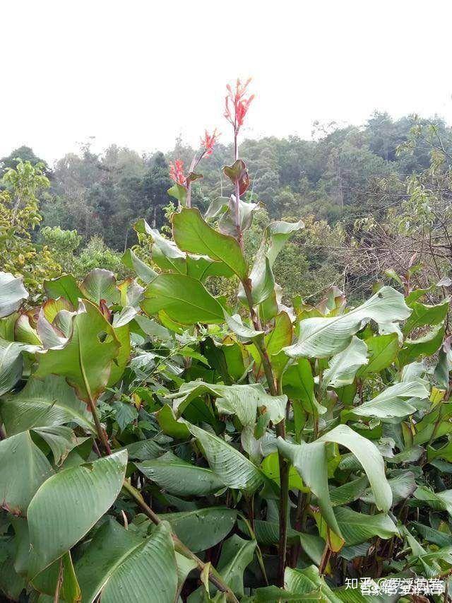 水芋和旱芋的区别