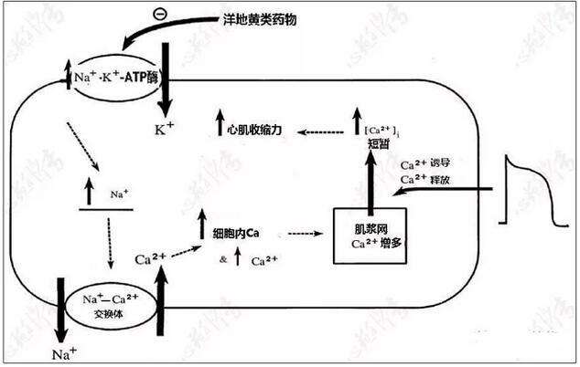 洋地黄图片大全