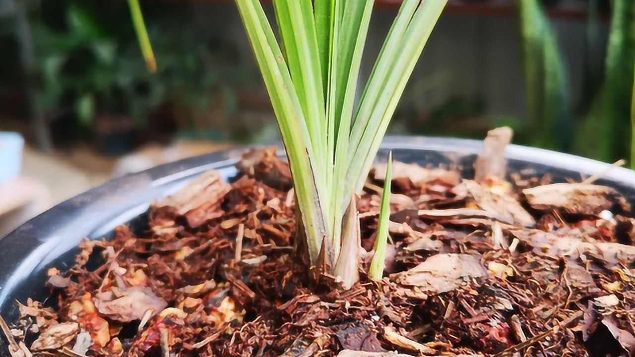 兰花刚栽上要浇水吗