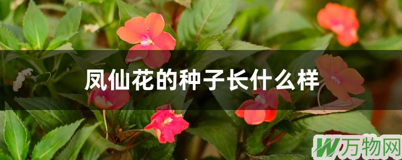 凤仙花什么时候播种