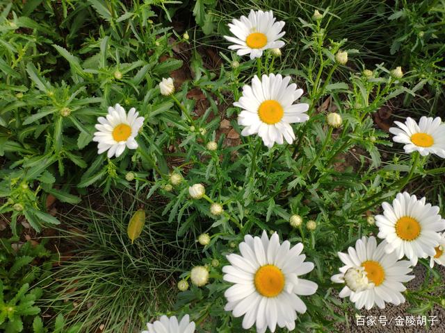 路边的花捡根枝