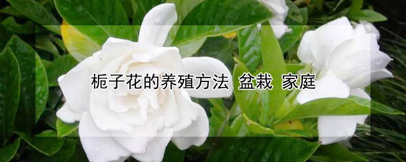 栀子花适合什么温度