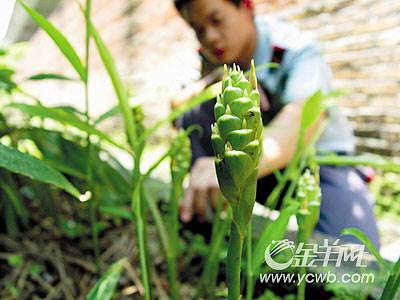 生姜会开花吗