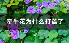 牵牛花为什么突然枯萎了(牵牛花冬天枯萎后怎么处理)