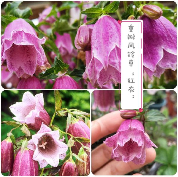 这花耐阴耐寒