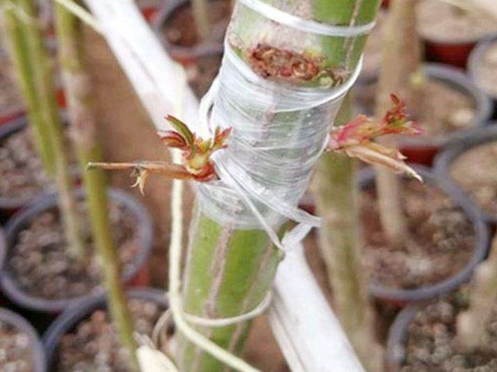 月季花嫁接技术和方法