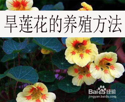 莲花养殖有什么注意的