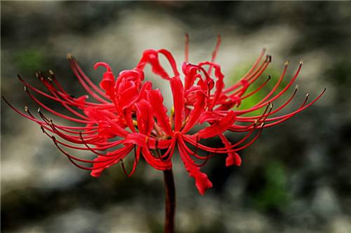 彼岸花什么时间开花