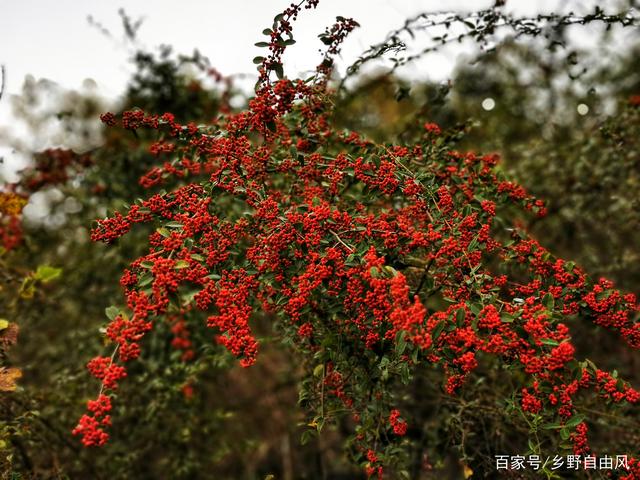 火棘开花吗