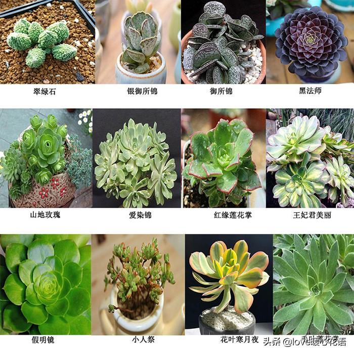 常见24种植物养护技巧