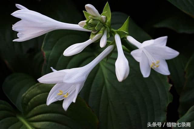 玉簪花怎么繁殖