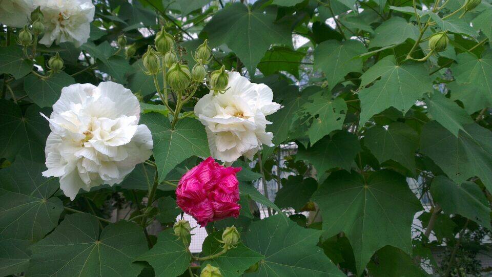 木芙蓉花怎么修剪