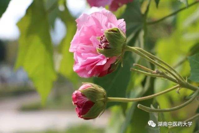 木芙蓉花怎么修剪