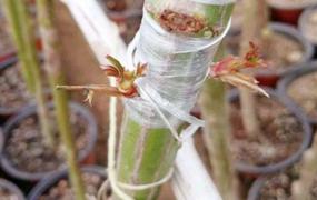 月季花嫁接技术和方法