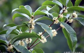 桂花种子播种方法