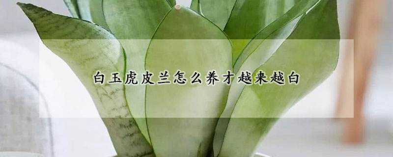 虎皮兰怎么养最好