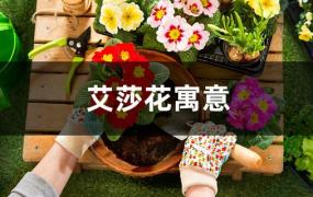 艾莎花寓意(艾莎的花语是什么)