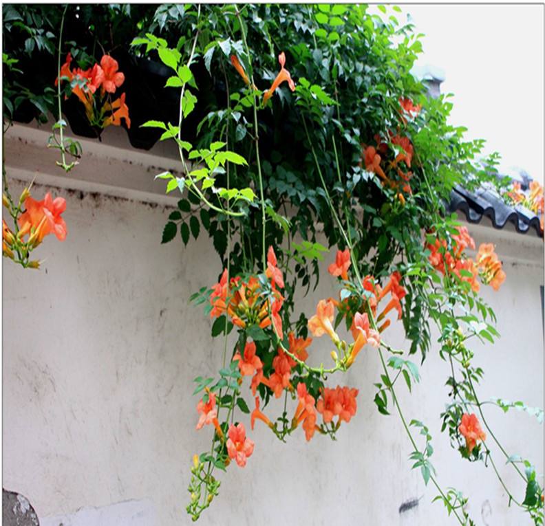 用这些藤本植物装饰庭院