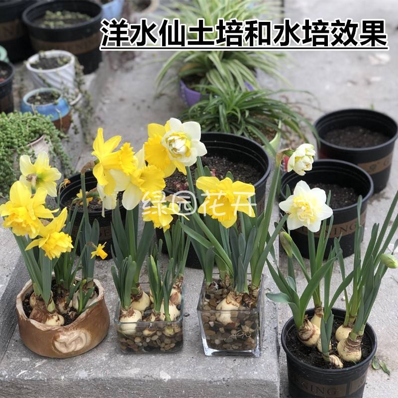 洋水仙南方能种植吗