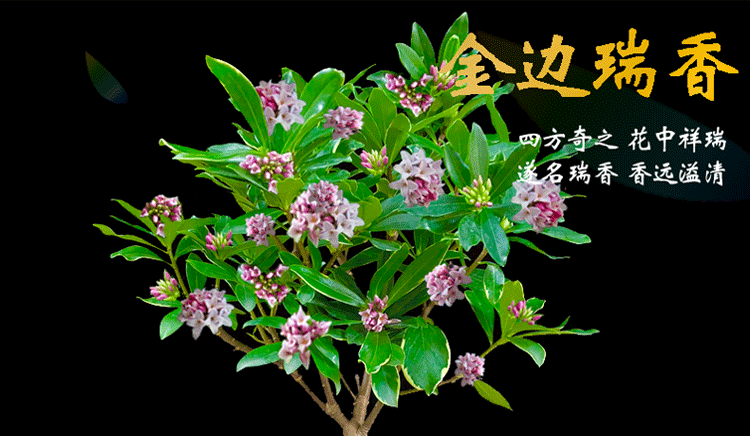 冬季盆栽瑞香花怎么养