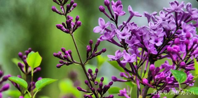 丁香花花期如何养护