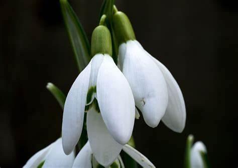 雪滴花怎么养长得好