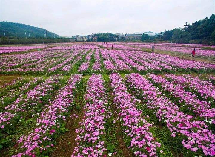 郴州适合养什么花