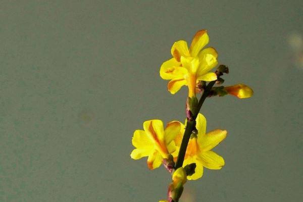 迎春花花期及其养护