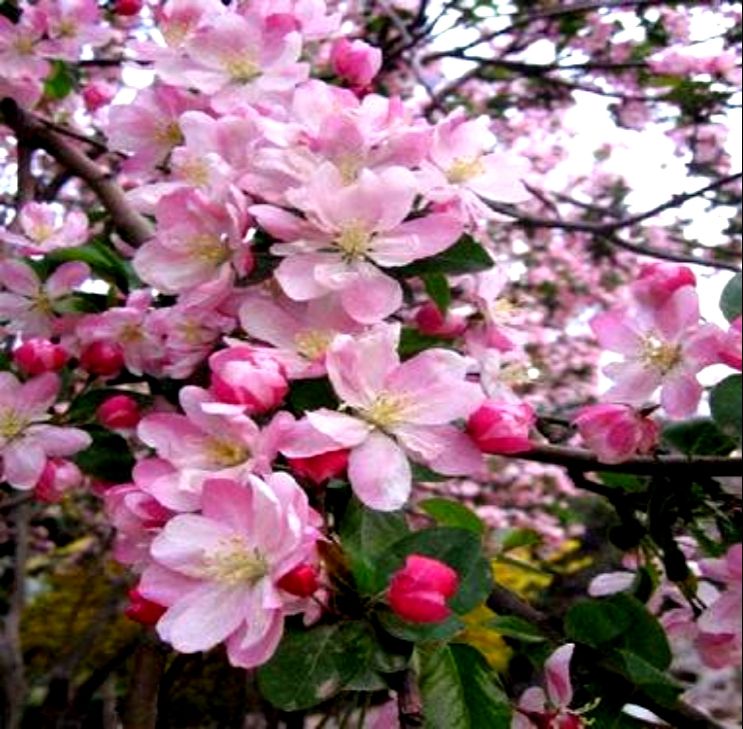 海棠花是什么季节开的