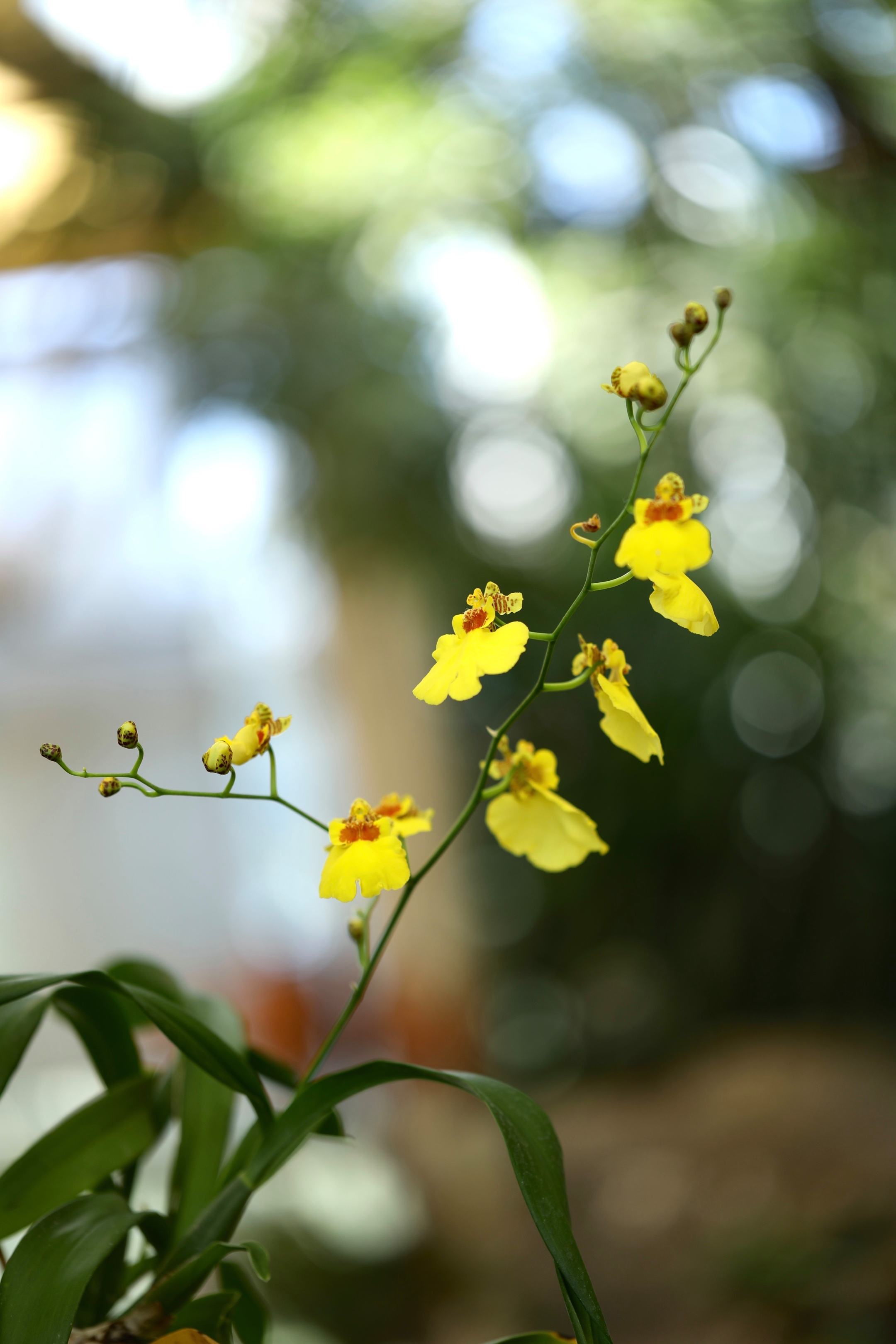 文心兰一年开几次花