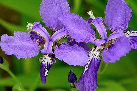 鸢尾什么季节开花