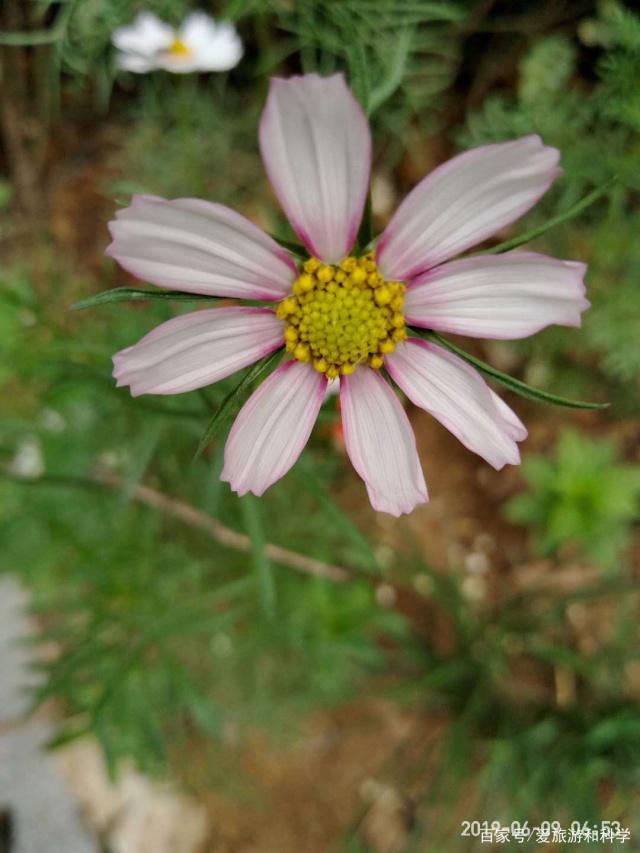 露子花的繁殖方式