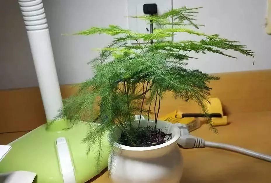 文竹换盆时间秋天可以吗