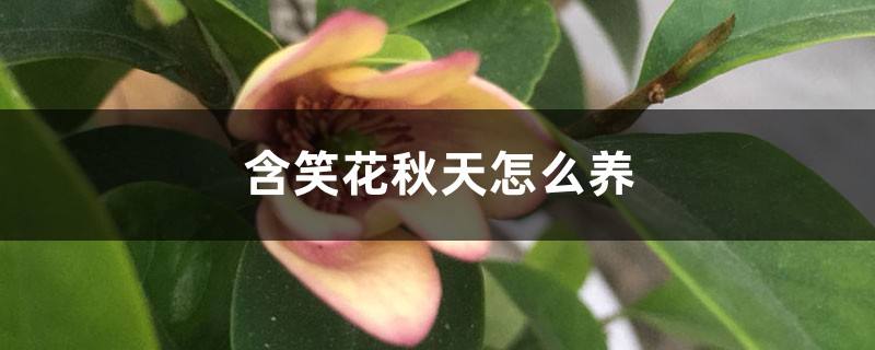 含笑花秋天怎么养