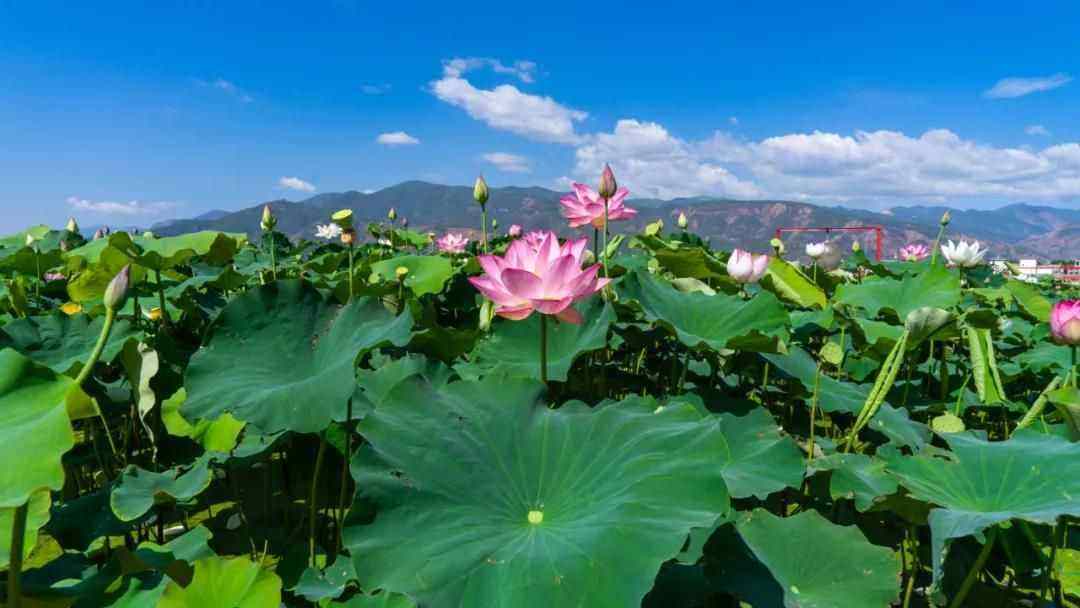 荷花哪个季节开