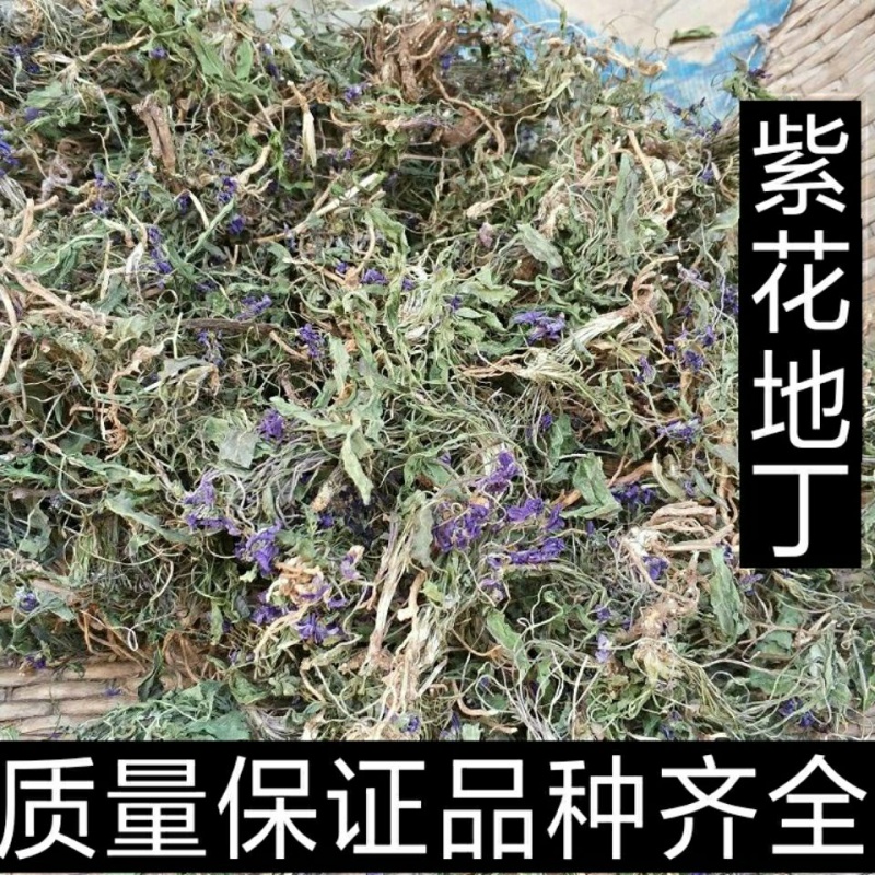 紫花地丁和苦地丁区别