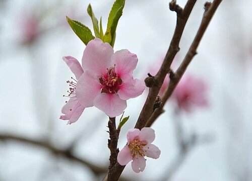 桃花什么时候开花