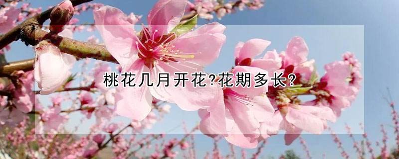 桃花什么时候开花