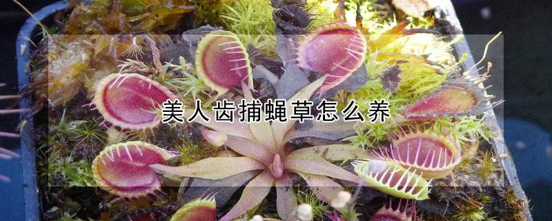 捕蝇草怎么浇水