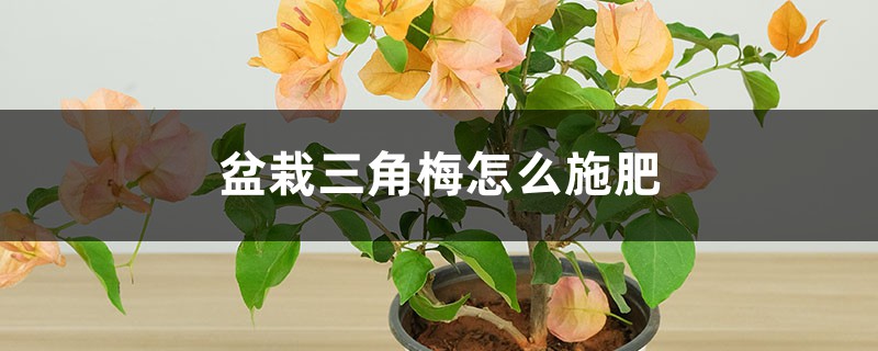 三角梅施肥方法