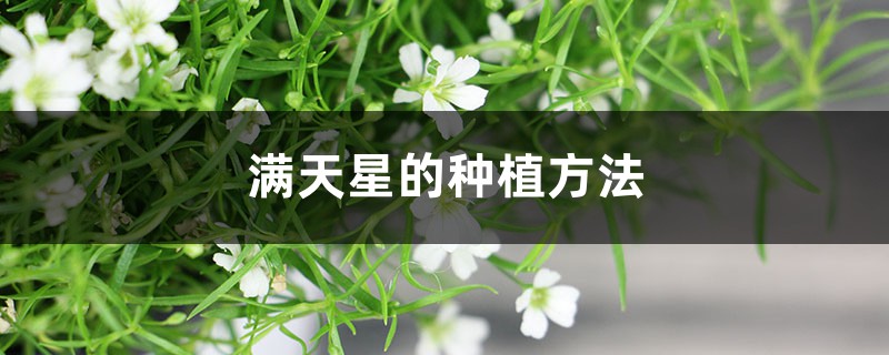 满天星适合什么季节种