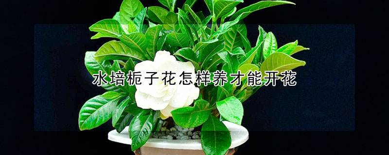 栀子花怎么多开花