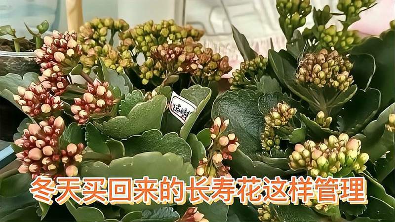 长寿花冬天会开花吗