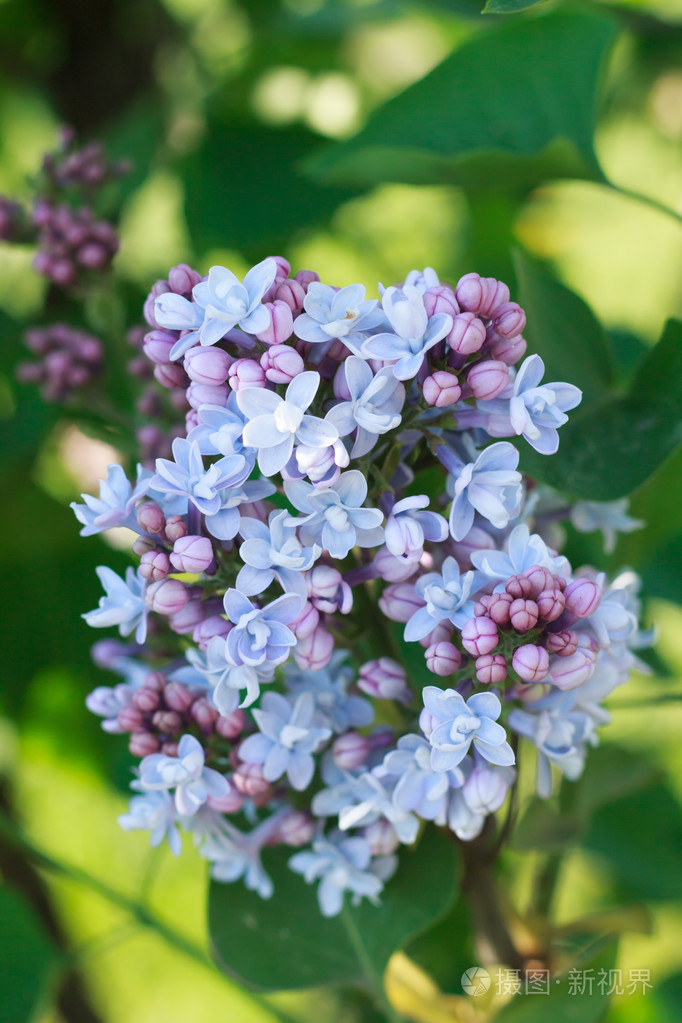 丁香花如何给水