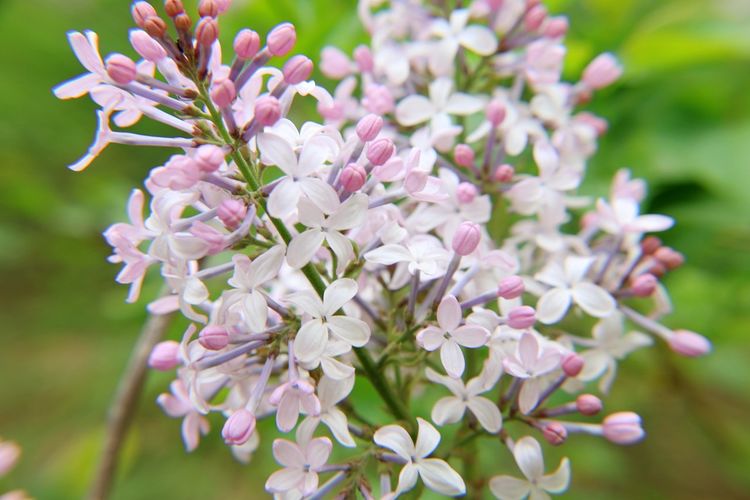 丁香花如何给水