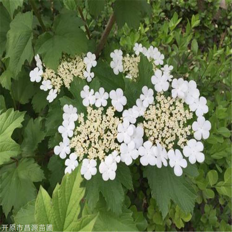 琼花的种子繁殖