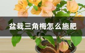 三角梅施肥方法