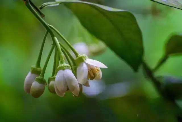 柚子开花期的管理方法